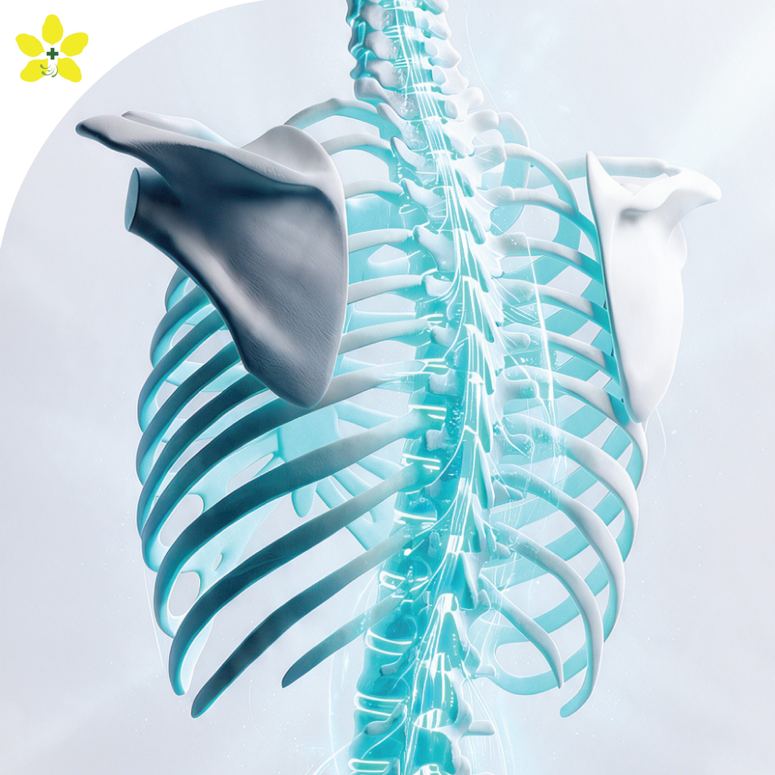 โปรแกรมตรวจสุขภาพHealthy Bone Screening( ตรวจวัดมวลกระดูกด้วยเครื่อง DEXA )